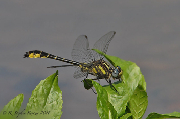 Hylogomphus apomyius, male